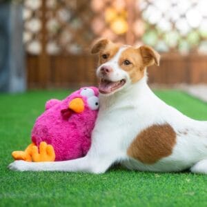 Soft & Durable Squeaky Plush Dog Toy – Mrs. Cluck (Pink) for Puppies & Dogs