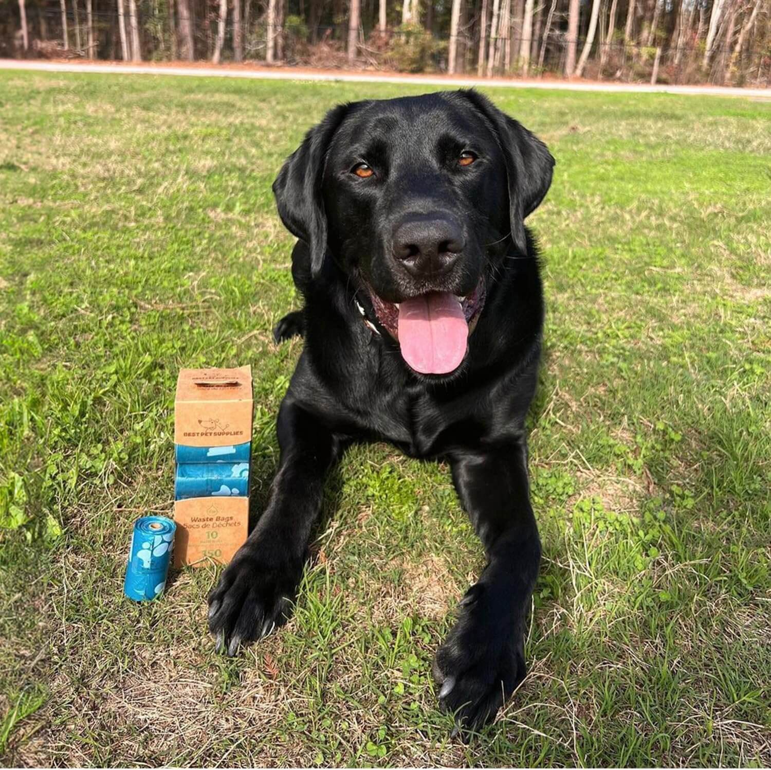 A dog interacts with a turquoise (green) leak-proof poop bag from Best Pet Supplies, showing its durability and fun design
