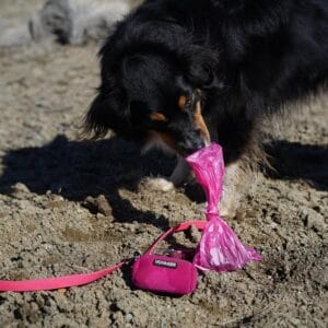 Dog playing with these Amazing Dog Poop Bags – Leak & Tear-Resist, Pink | 150 pcs