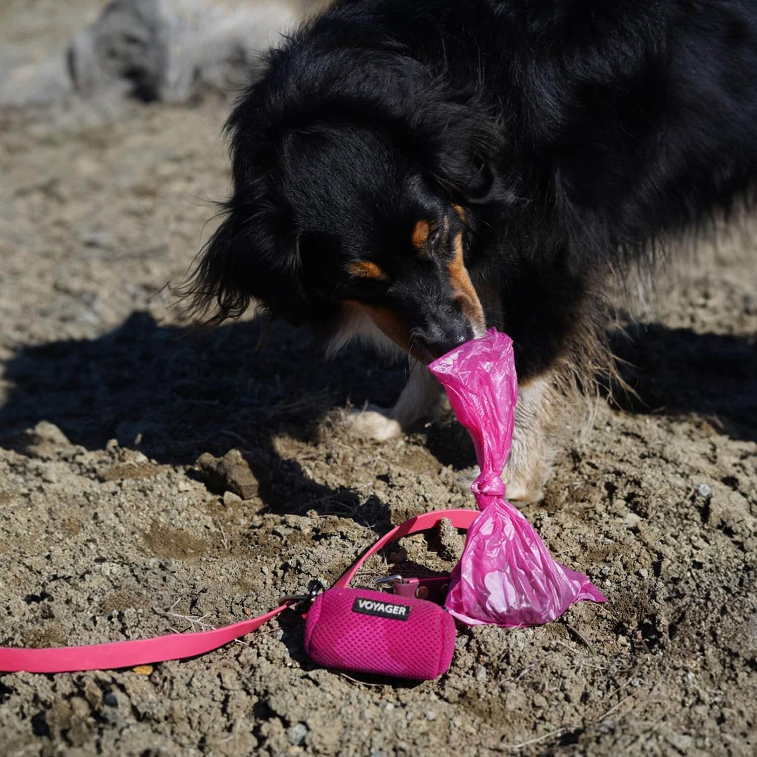 Dog playing with these Amazing Dog Poop Bags – Leak & Tear-Resist, Pink | 150 pcs
